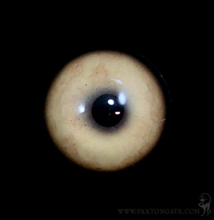 Glass Mountain Lion Taxidermy Eye - Paxton Gate