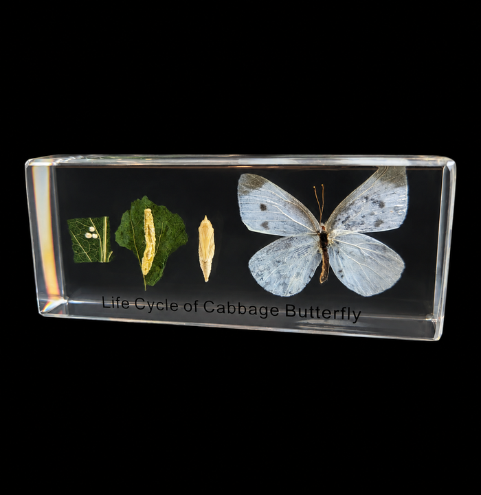 A clear rectangular acrylic block displaying the life cycle of a cabbage butterfly, featuring a fully developed pale blue-white butterfly, a pupa, a leaf with eggs, and a larva, with the text 'Life Cycle of Cabbage Butterfly' printed on the base, set against a solid black background.