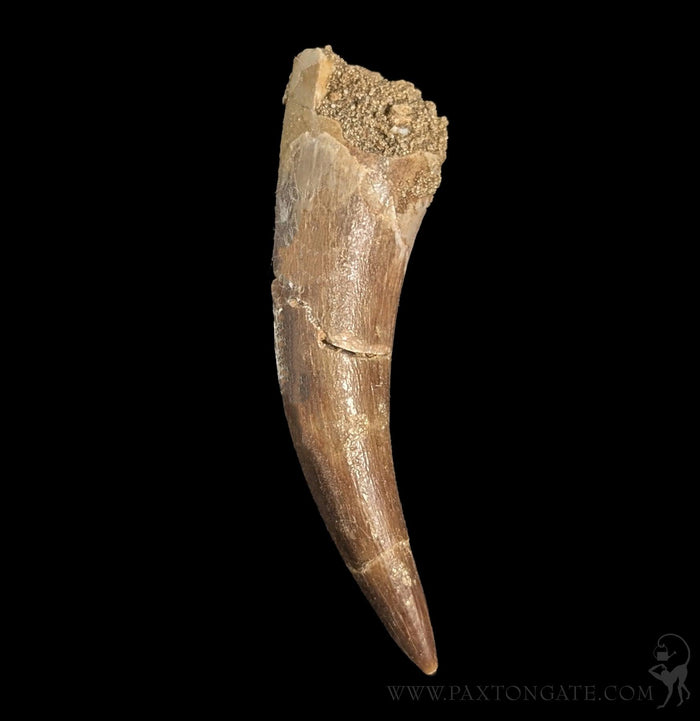 Elasmosaurus Fossil Tooth-Fossils-Sahara Overland-PaxtonGate