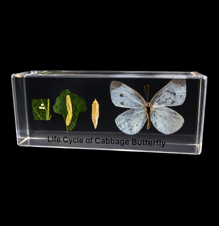A clear acrylic block specimen display showing the life cycle of a cabbage butterfly, with a preserved butterfly on the right and stages including egg, larva, and pupa on leaves on the left. The block is labeled 'Life Cycle of Cabbage Butterfly' and photographed against a solid black background.