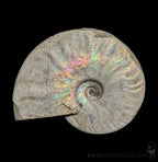 Ammonite Mother of Pearl-Fossils-FossilMineral Giebfried-PaxtonGate
