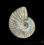 Ammonite Mother of Pearl-Fossils-FossilMineral Giebfried-PaxtonGate