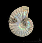 Ammonite Mother of Pearl-Fossils-FossilMineral Giebfried-PaxtonGate